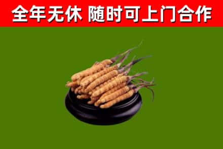 赣州市回收散虫草